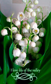 lily of the valley 2