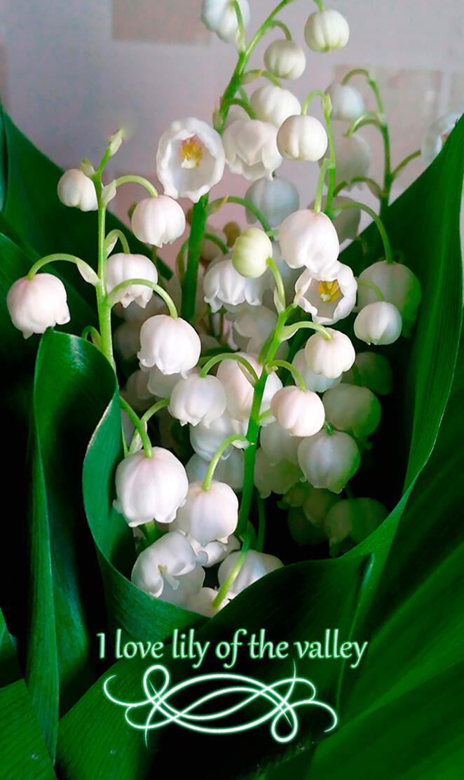 lily of the valley 2