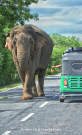 Tusker Srilanka