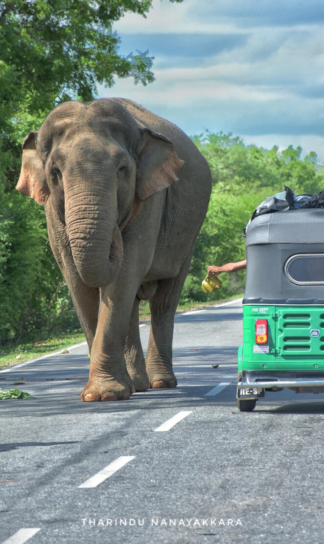 Tusker Srilanka