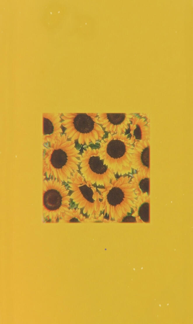 Aesthetic Sunflowers