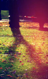wallpaper autumn ar