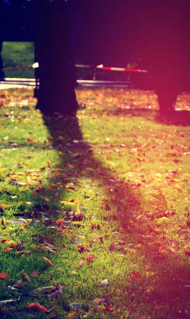 wallpaper autumn ar