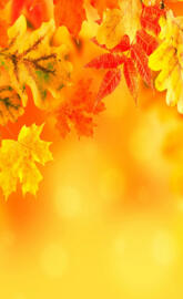 Autumn    Leafes