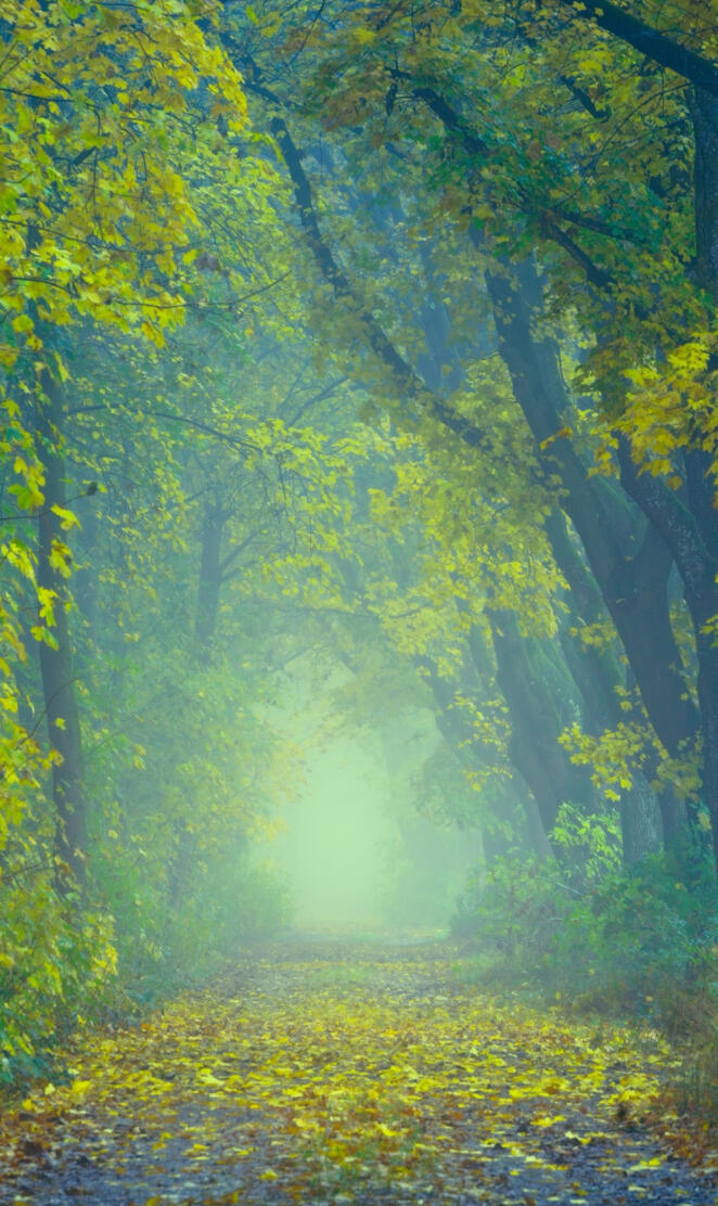 Autumn Foggy