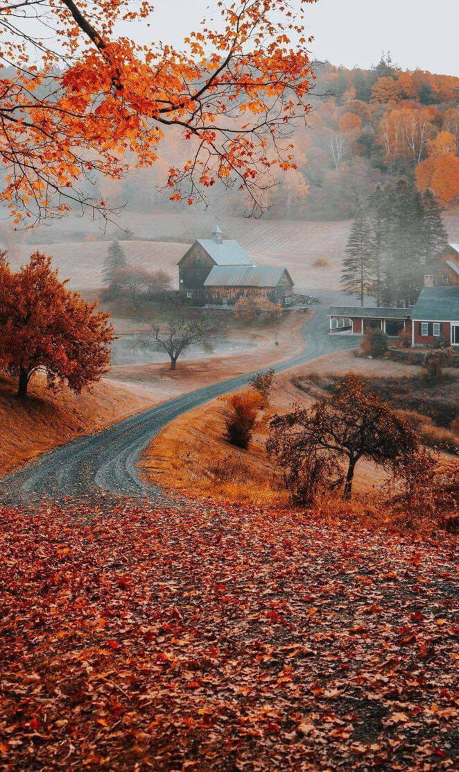 Foggy Autumn Day