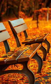 autumn bench