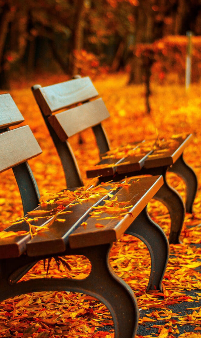 autumn bench