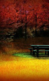 Bench