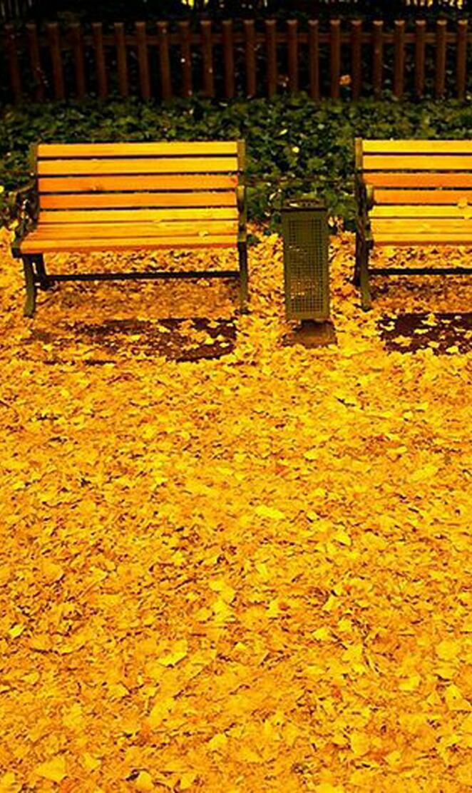 Autumn Bench