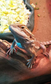 Bearded Dragon