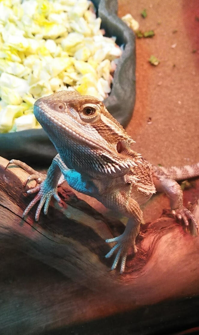 Bearded Dragon