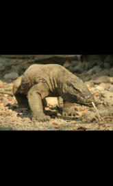 Comodo Dragon