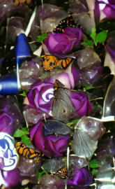 Butterflies Rose