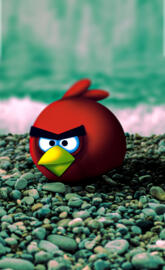 Angry bird
