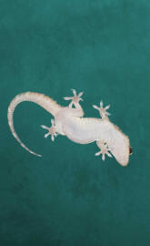 Gecko 