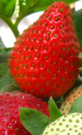 Strawberrys