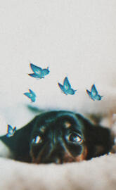 dog with butterflies