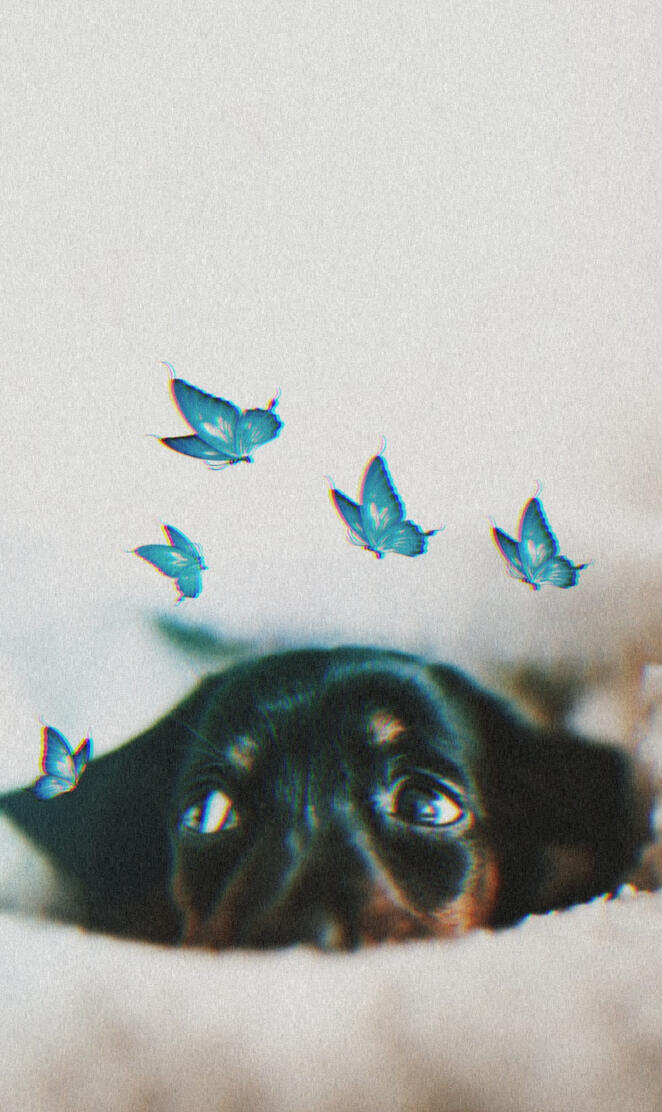 dog with butterflies