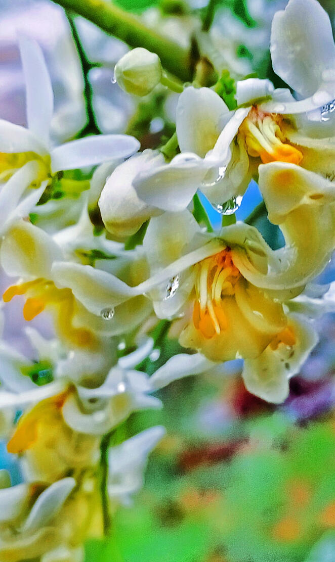 Flowers with water 