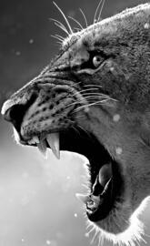 Tiger Burning Bright