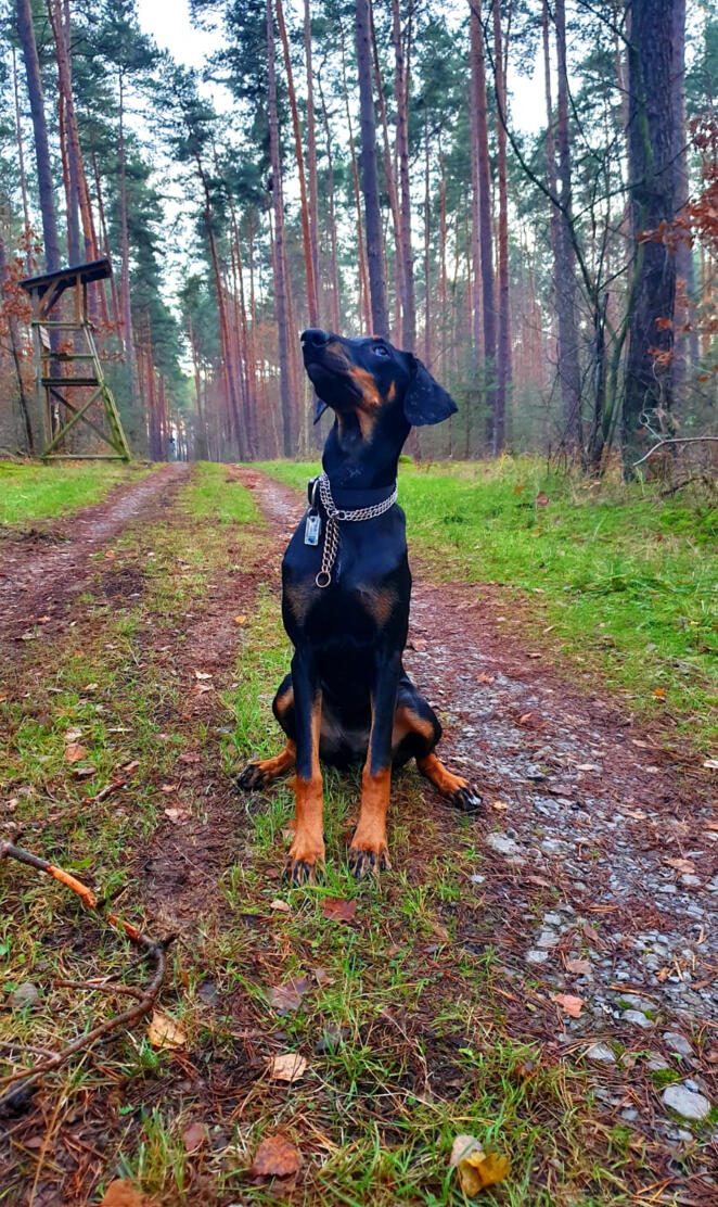 Dobermann