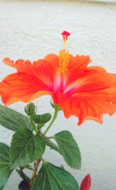 Hibiscus