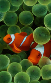 Clownfish