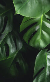 Monstera leaves