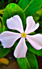Madagascar Periwinkle