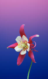 iPHONE 8 AQUILEGIA