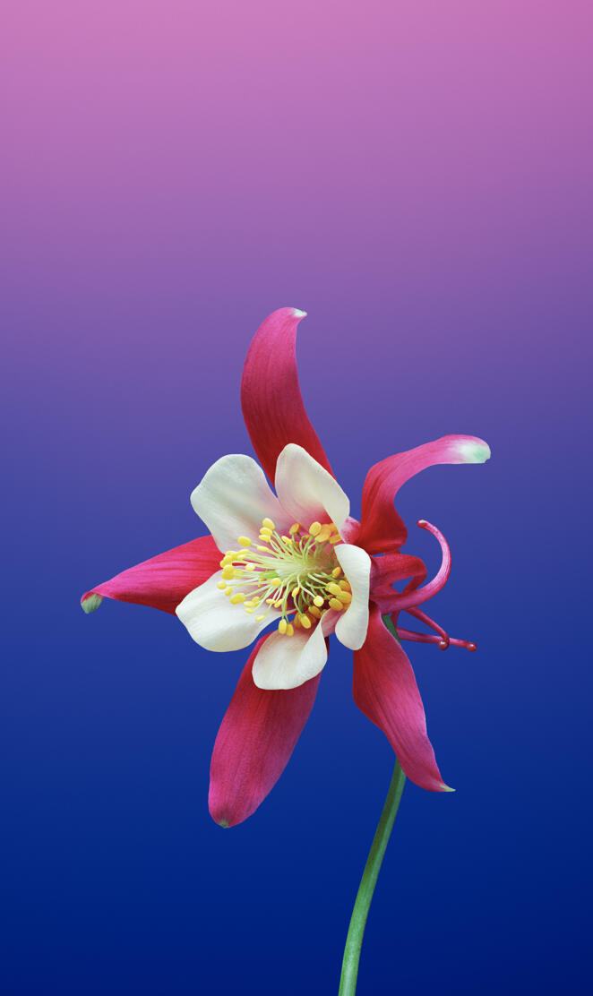 iPHONE 8 AQUILEGIA