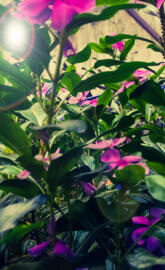 Rare image from sunris