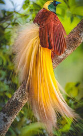 Bird of Paradise