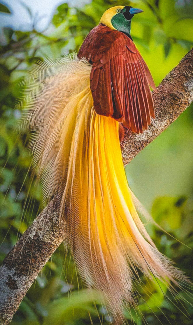 Bird of Paradise