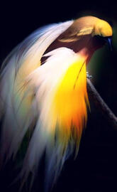 Bird of Paradise