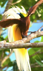 Bird of Paradise