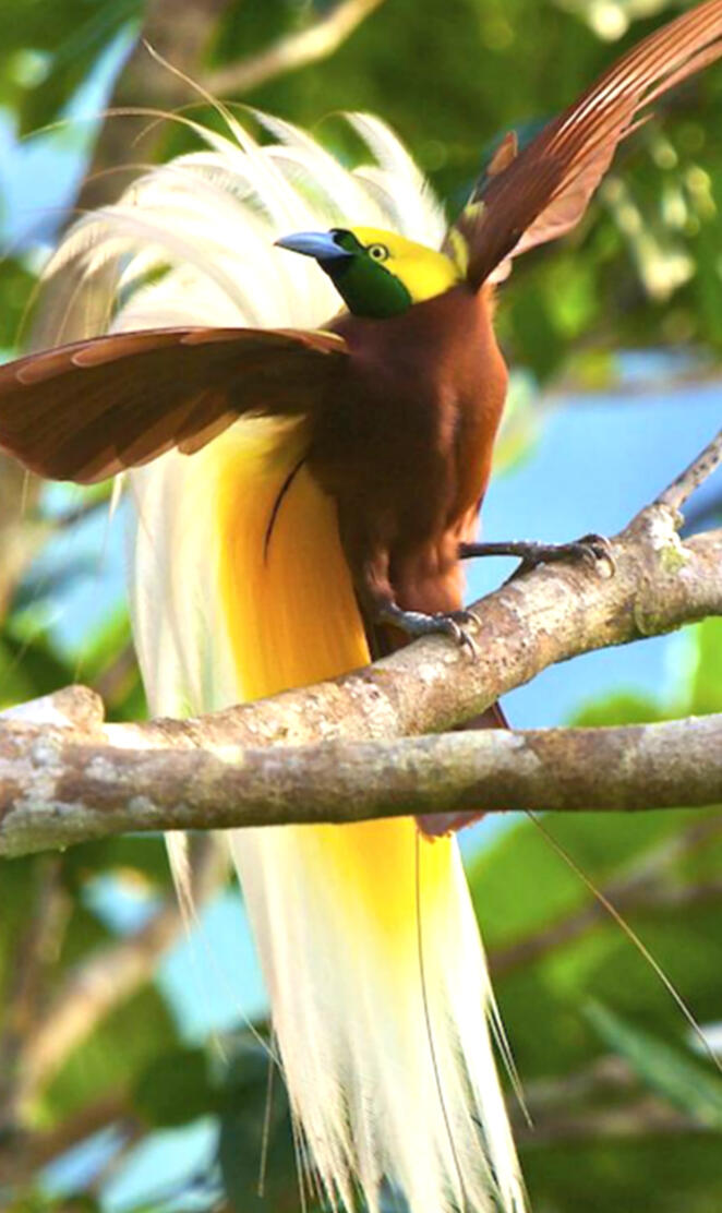 Bird of Paradise