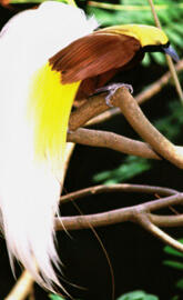 Bird of Paradise