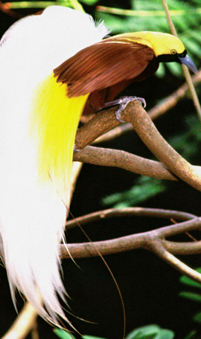 Bird of Paradise