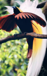 Bird of Paradise
