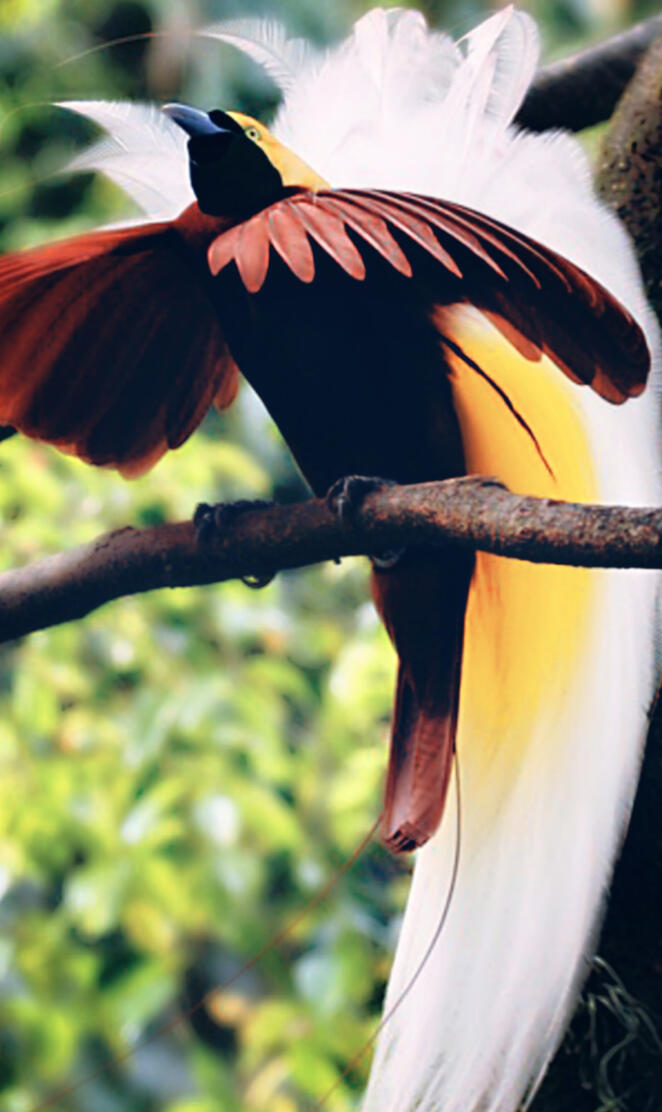 Bird of Paradise