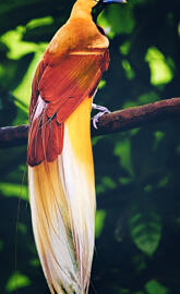 Bird of Paradise