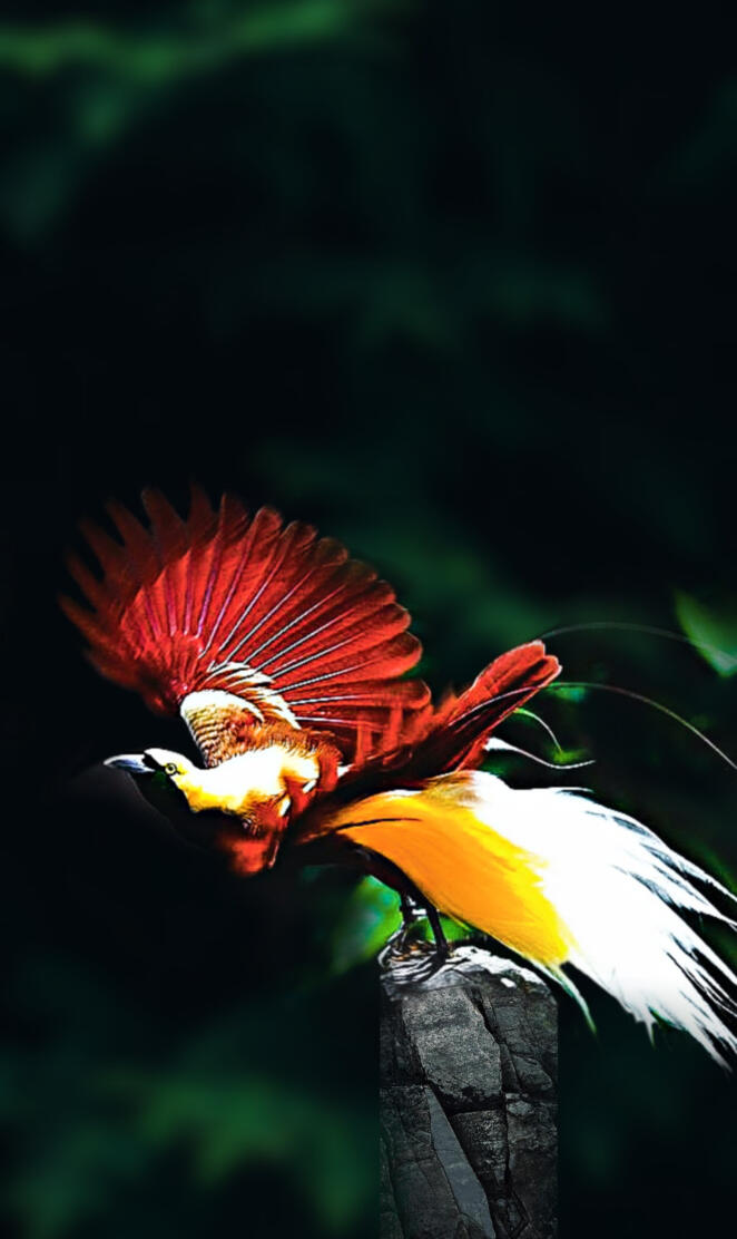 Bird of Paradise