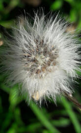 Dandelion to blow