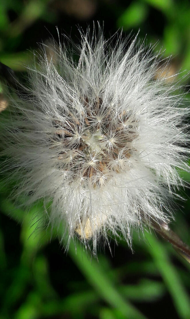 Dandelion to blow