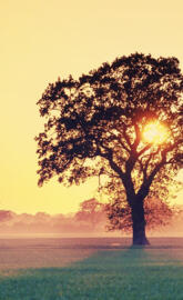 Sunrise In Tree
