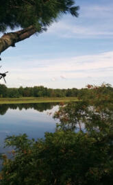 Lake View From Tree