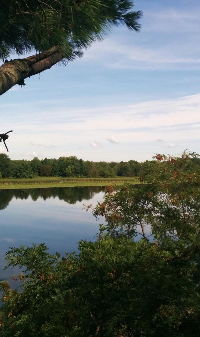 Lake View From Tree