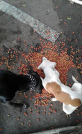 MinezMinez All Minez